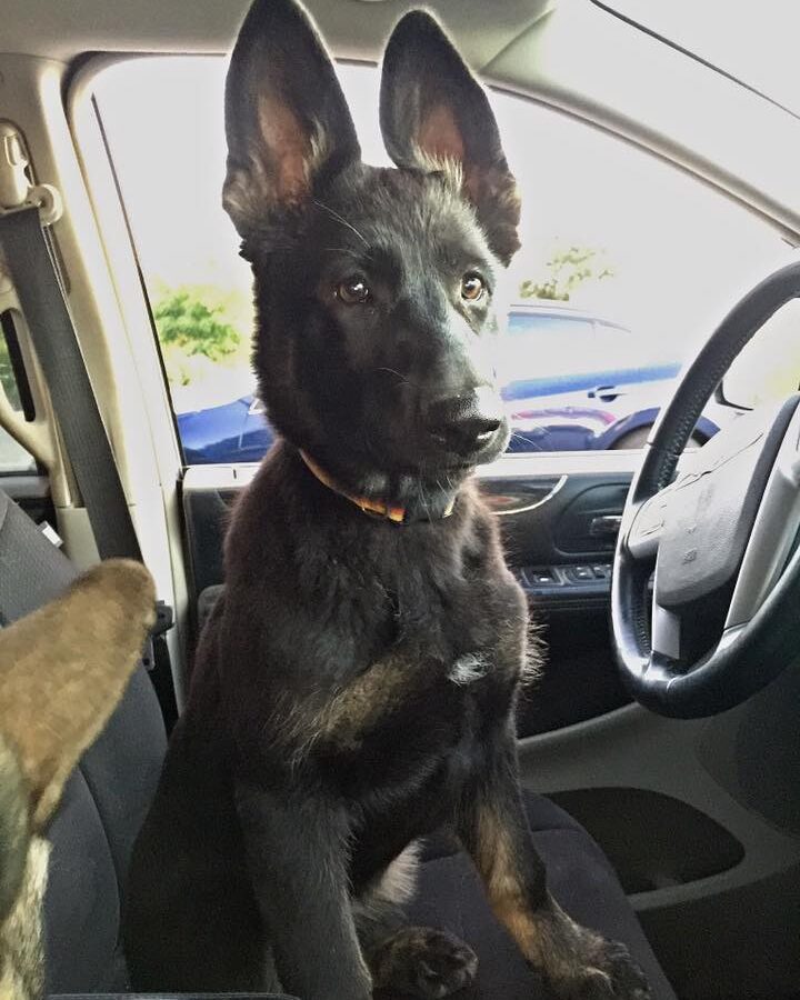 Arya in the front seat as a baby