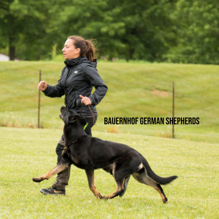 AryaBHfastgaitwatermforweb