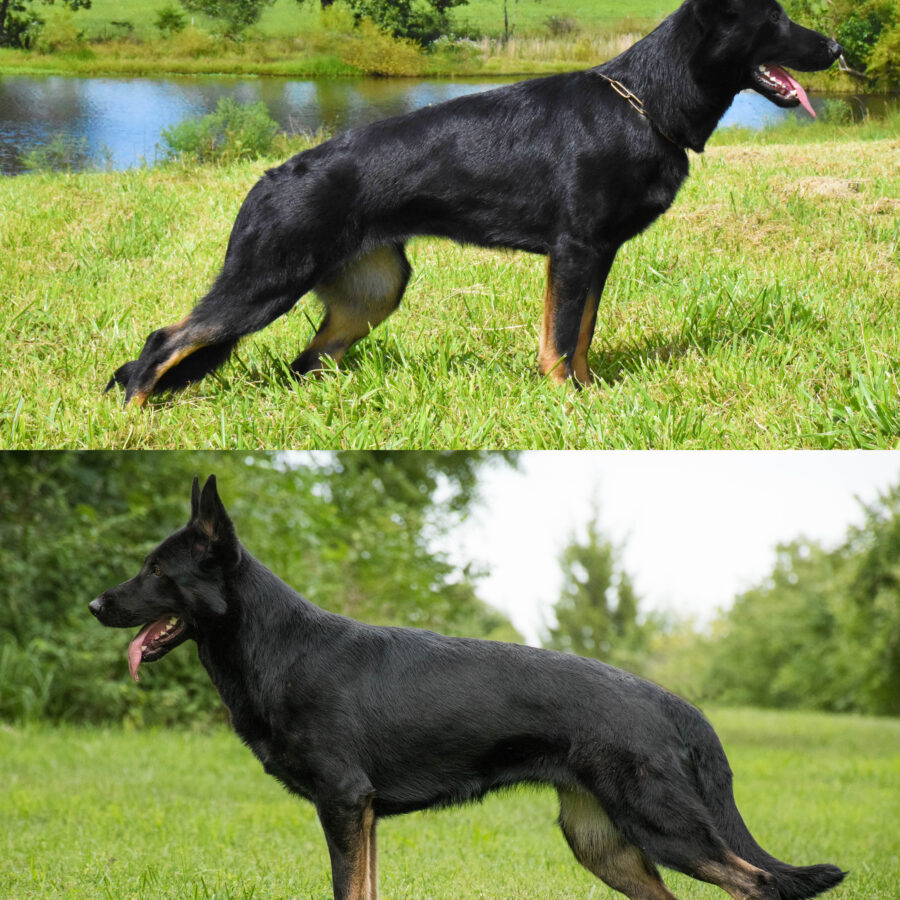 Gimmeuprightcomparisonstacks