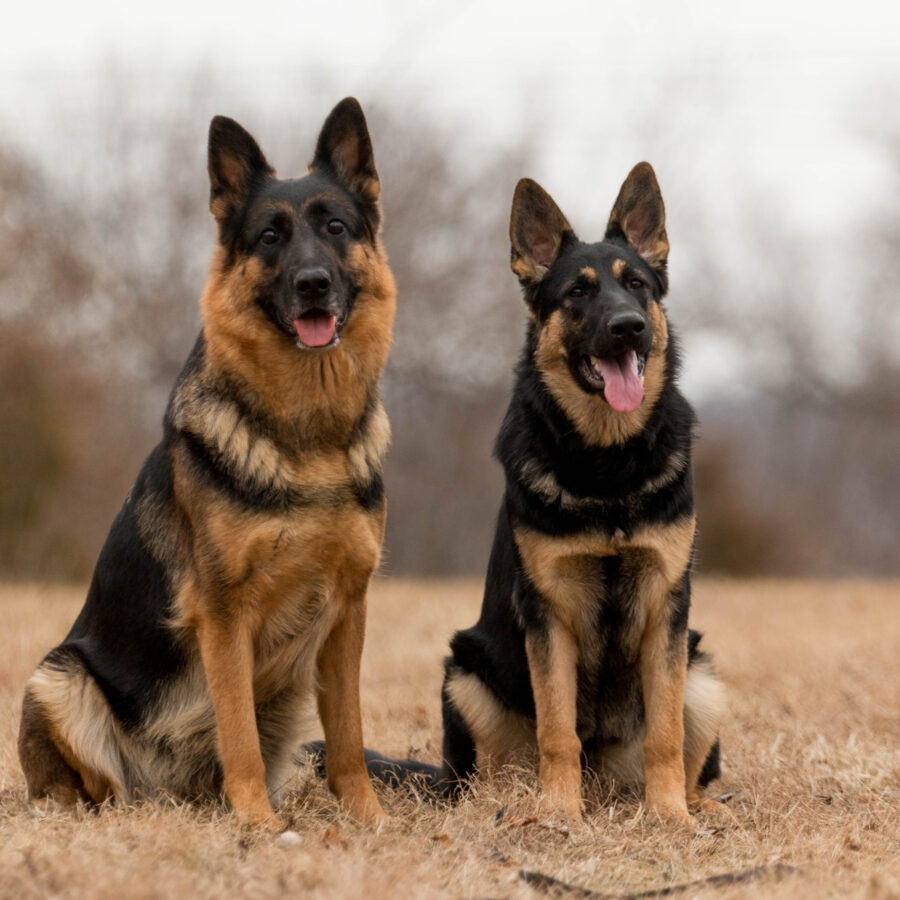 Influencewithcarnage