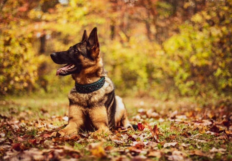 Omen laying in leaves