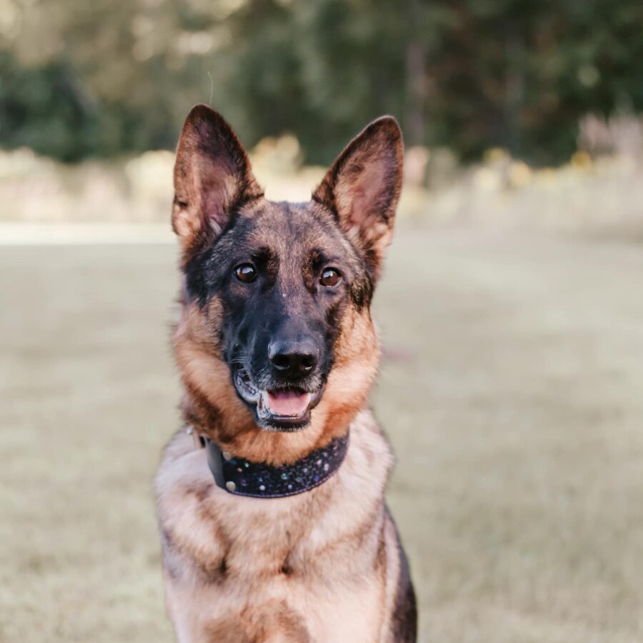 omen sitting looking