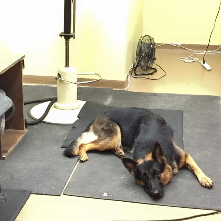 Carnage at work grooming